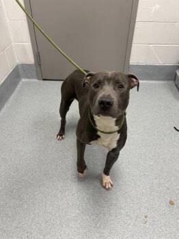RON -  Pit Bull Terrier Dog for Adoption in Indianapolis, Indiana - RON | PetCurious