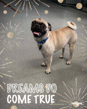 Lenny -  Pug Dog for Adoption in Fredericksburg, Virginia - Lenny | PetCurious
