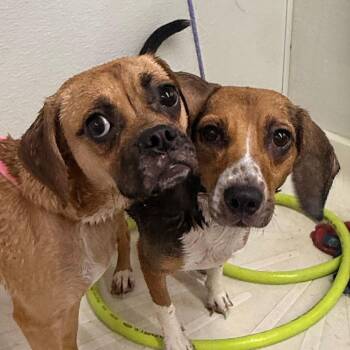 Petunia -  Pug and Beagle Dog for Adoption in Union City, Pennsylvania - Petunia | PetCurious