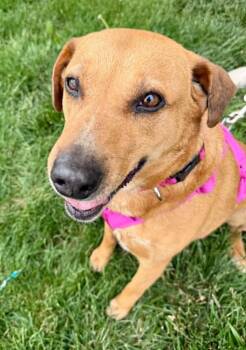 Australian Shepherd Dogs Available for Adoption in Lee