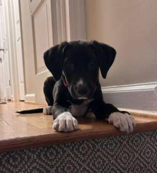 Cledus -  Labrador Retriever Dog for Adoption in Warrington, Pennsylvania - Cledus | PetCurious