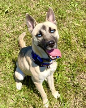 Shepherd and Husky Dogs Available for Adoption in Maryville, Tennessee - Moon | PetCurious