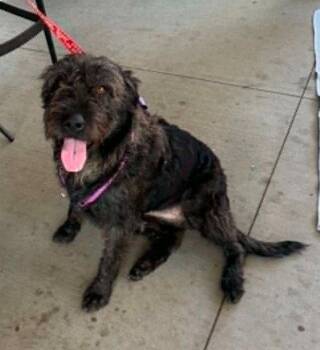 Ellie -  Giant Schnauzer Dog for Adoption in Charlotte, North Carolina - Ellie | PetCurious
