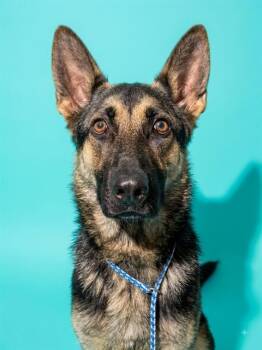 SAMANTHA -  Mixed Breed Dog for Adoption in Jacksonville, Florida - SAMANTHA | PetCurious