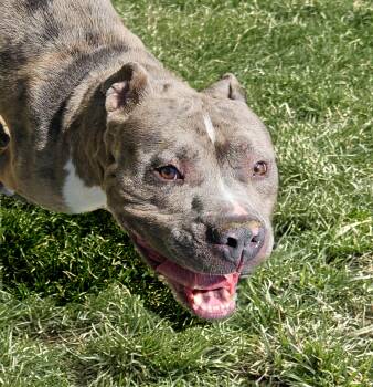 Pit Bull Terrier Dogs Available for Adoption in Benton Harbor, Michigan - Goliath | PetCurious