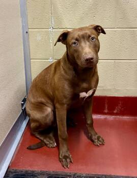 Shrek -  Labrador Retriever Dog Available for Adoption in Douglasville, Georgia - Shrek | PetCurious