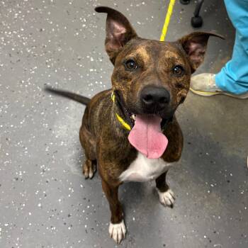 Troy -  Mixed Breed Dog for Adoption in Columbiana, Alabama - Troy | PetCurious