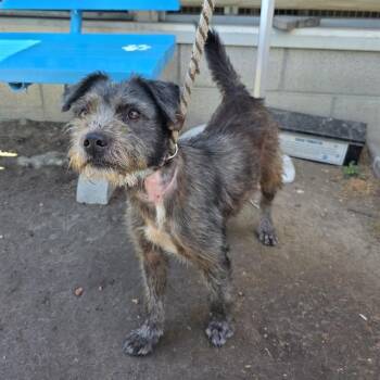 LADYBIRD -  Terrier and Mixed Breed Dog for Adoption in Long Beach, California - LADYBIRD | PetCurious
