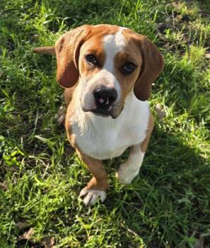 Basset Hound Dogs Available for Adoption in Springtown, Texas - Nala | PetCurious