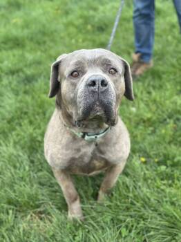 Mastiff Dogs Available for Adoption in Cleveland, Ohio - Groot | PetCurious
