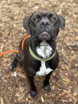 Rescue Pit Bull Terrier and Mixed Breed Dogs for Adoption in Kent, Washington - LARI | PetCurious