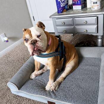 Layla -  English Bulldog Dog for Adoption in Austin, Texas - Layla | PetCurious
