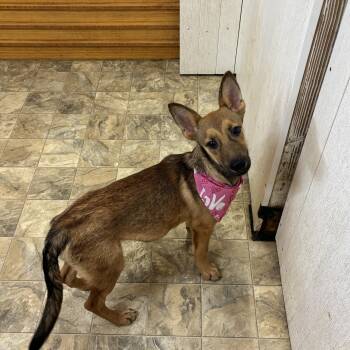 Rescue Shepherd Dogs for Adoption in Pilot Point, Texas - Ripples | PetCurious