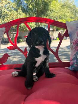 Stewart -  Goldendoodle Dog for Adoption in Temecula, California - Stewart | PetCurious