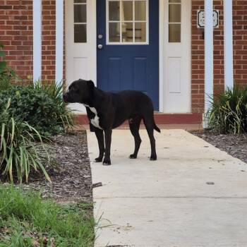 American Staffordshire Terrier Dogs Available for Adoption in San Antonio, Texas - MONK | PetCurious