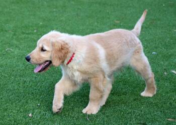 Matt -  Golden Retriever Dog for Adoption in Glendale, Arizona - Matt | PetCurious