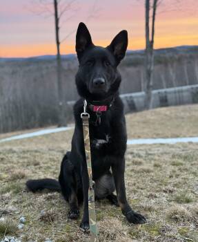 Shepherd Dogs Available for Adoption - Fizzy In NH! Come Meet Our Adoptable Dogs Wednesday-Saturday. Mo | PetCurious