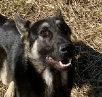 German Shepherd Dog Dogs Available for Adoption - Ajax | PetCurious