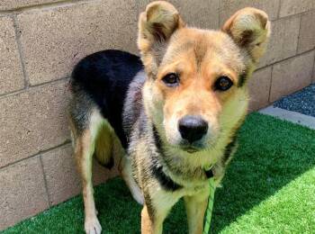 CYNTHIA -  Shiba Inu and German Shepherd Dog Dog Available for Adoption in Moreno Valley, California - CYNTHIA | PetCurious