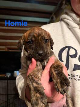 Labrador Retriever Dogs Available for Adoption - Homie (AL) | PetCurious