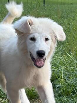 Iceman -  Great Pyrenees Dog for Adoption in Farmington, Connecticut - Iceman | PetCurious