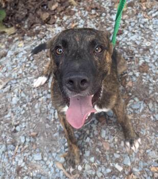 Skid -  Mixed Breed Dog for Adoption in Elizabethtown, North Carolina - Skid | PetCurious