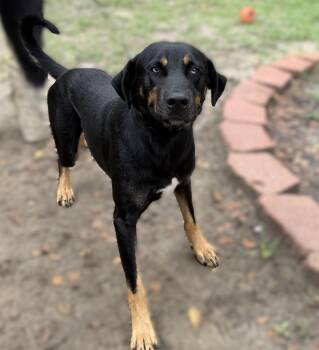 Dutch -  Mixed Breed Dog for Adoption in Slidell, Louisiana - Dutch | PetCurious