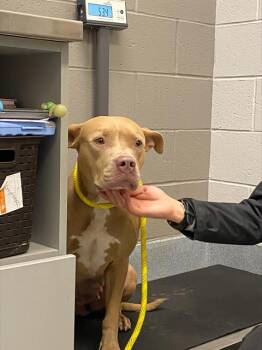 PEATIE -  Boxer and Mixed Breed Dog for Adoption in Indianapolis, Indiana - PEATIE | PetCurious