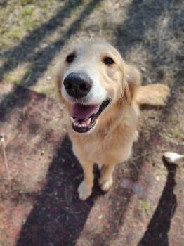 Golden Retriever Dogs Available for Adoption - Link | PetCurious