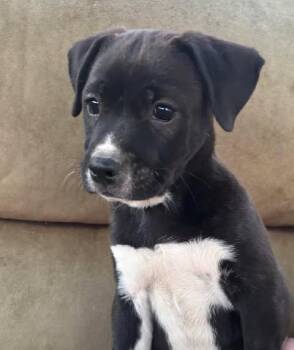 Terrier Dogs Available for Adoption in San Tan Valley, Arizona - Malefica | PetCurious