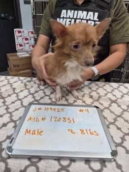 Pen 227 -  Dachshund and Chihuahua Dog for Adoption in Lawrenceville, Georgia - Pen 227 | PetCurious