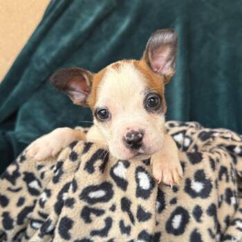 Wee John -  American Staffordshire Terrier and Mixed Breed Dog for Adoption in Murray, Utah - Wee John | PetCurious
