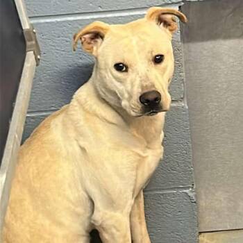 Couchzilla -  Mixed Breed Dog for Adoption in Gadsden, Alabama - Couchzilla | PetCurious