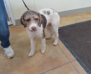 Poodle Dogs Available for Adoption - Wisdom (no More Applications) | PetCurious