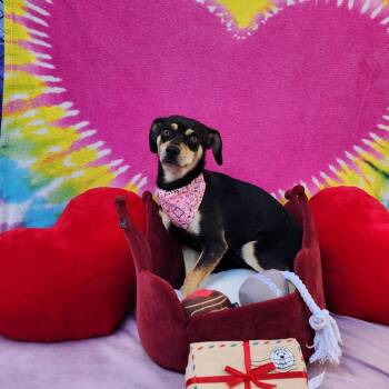 Mixed Breed Dogs Available for Adoption - Cookie | PetCurious