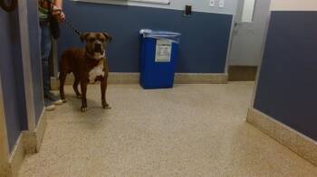 Rescue American Bulldog Dogs for Adoption in Doral, Florida - PEPE | PetCurious