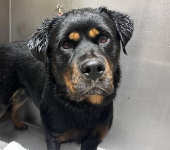Rescue Rottweiler Dogs for Adoption in Woodland, California - Tina Louise | PetCurious
