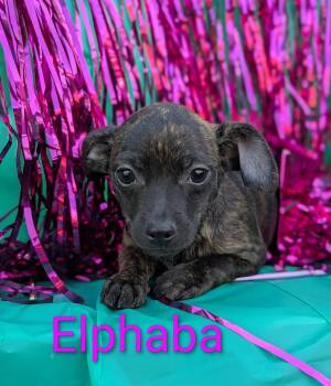 Rescue Chiweenie Dogs for Adoption in Kingsburg, California - Elphaba | PetCurious