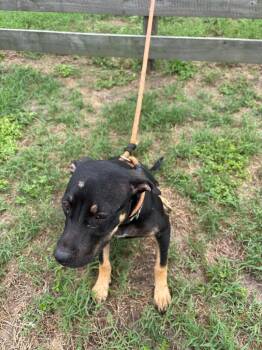 Hillary -  Black Mouth Cur Dog for Adoption in Wauchula, Florida - Hillary | PetCurious