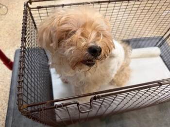 Silky Terrier Dogs Available for Adoption - YANI | PetCurious