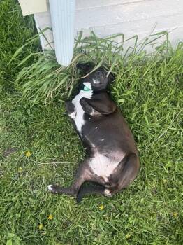 Mixed Breed Dogs Available for Adoption in Lansing, Michigan - April (26-090 D) | PetCurious