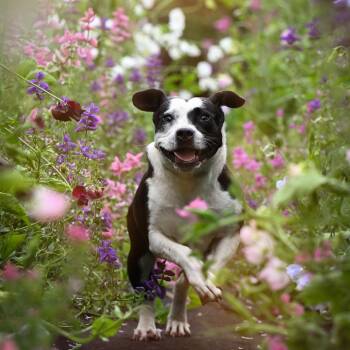 Rescue Pit Bull Terrier Dogs for Adoption in Ferndale, Washington - Foxy | PetCurious