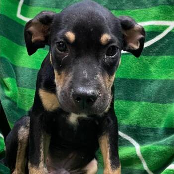 Joey -  Pit Bull Terrier Dog for Adoption in Birmingham, Alabama - Joey | PetCurious