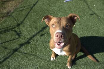 Rescue American Staffordshire Terrier Dogs for Adoption in Anna, Texas - Dallas | PetCurious