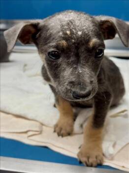 Rescue Labrador Retriever and Mixed Breed Dogs for Adoption in Conroe, Texas - A420106 | PetCurious