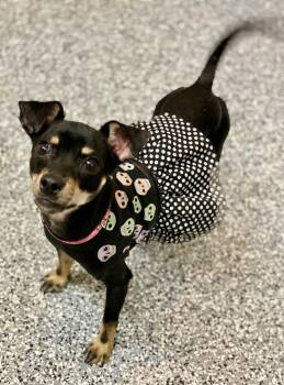 Rescue Chihuahua and Mixed Breed Dogs for Adoption in Urbandale, Iowa - Gidget | PetCurious