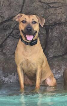 Rescue Mixed Breed Dogs for Adoption in Bellflower, California - Athena | PetCurious