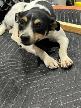 RAY -  Parson Russell Terrier Dog for Adoption in Doral, Florida - RAY | PetCurious
