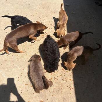 Chihuahua and Terrier Dogs Available for Adoption in Allen, Texas - Pickles BBQ | PetCurious