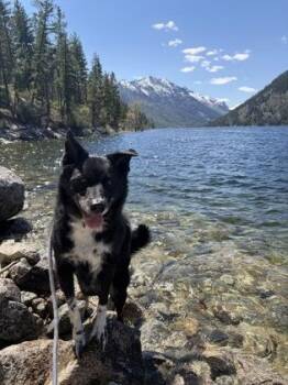 Border Collie and Australian Shepherd Dogs Available for Adoption in Hamilton, Montana - Maverick | PetCurious